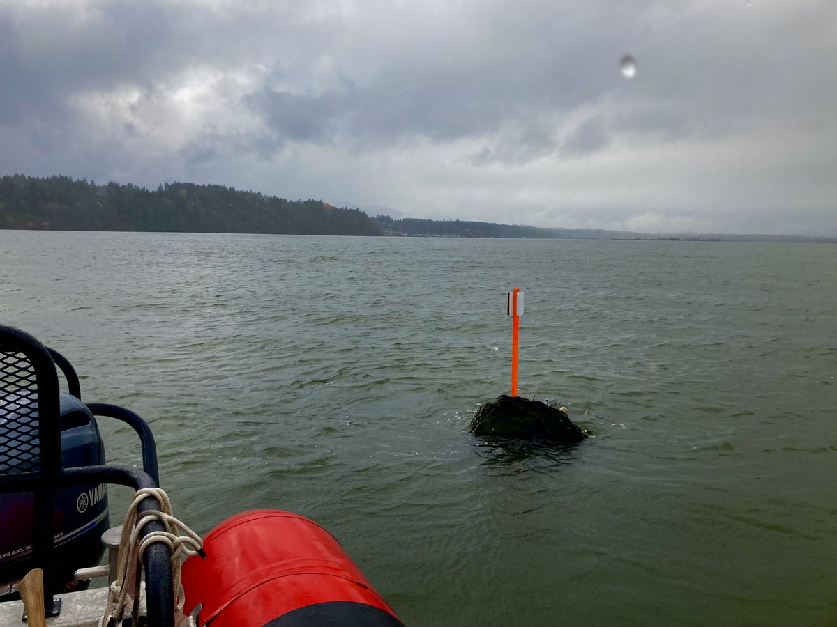 RCMSAR34's tweet photo. In Cowichan Bay a couple weeks ago, we came across this navigation hazard. A large deadhead.
We spiked it with a marker/RADAR reflector.
With higher tides and a very swollen/fast river flushing into the Bay we are experiencing more deadheads and tree logs than usual. https://t.co/Hfun05RkCV