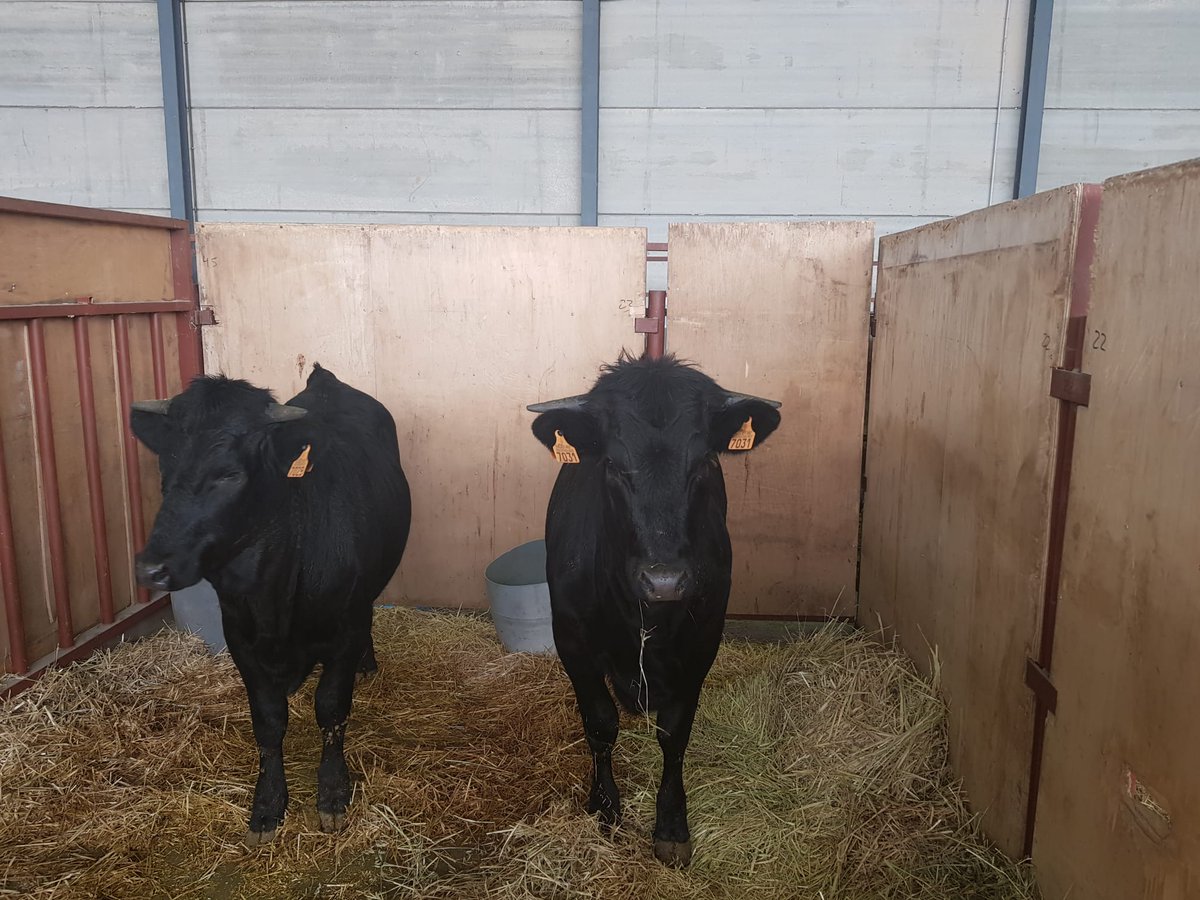 AecraniN's tweet photo. Puedes venir a visitarnos en la feria de San Andrés de #CiudadRodrigo , tenemos una exposición de animales y os dejamos el cartel de actividades que tienen preparadas. Te esperamos 😉 
#Avileña #100x100nuestro #ElCampoNoPara #razaautoctona #coumtryside #agricultura #ganadería https://t.co/grcbMlKlvZ