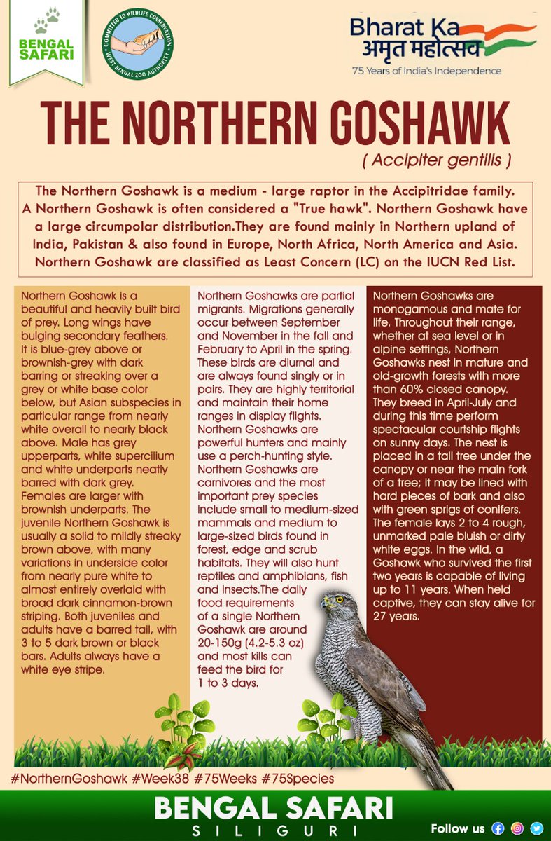 BengalSafari's tweet photo. Let's know about #TheNorthernGoshawk ( Accipiter gentilis).
#AmritMahotsav
#week38
#75weeks
#75species
#protectbiodiversity
#protectwildlife
#loveanimals
@CZA_Delhi
#wbzazoos
#BengalSafari https://t.co/p3HzQpkFBo