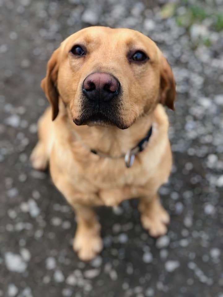 Wagtail_Courses's tweet photo. If you're coming on our next drug detection course (starts 8 March) you might be lucky enough to have Larry as your course dog.
#detectiondogs #snifferdogs #drugdetectiondogs #doghandler #wagtailuk #dogs #redfoxlab #labs https://t.co/J5KO5KT7fA