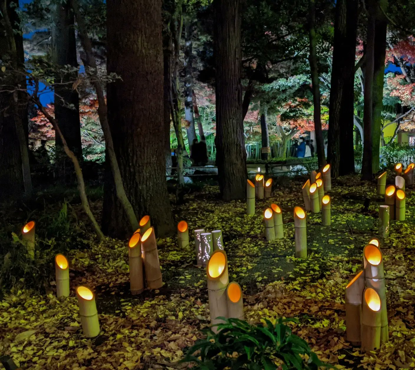 大田黒公園紅葉ライトアップ Twitter Search Twitter