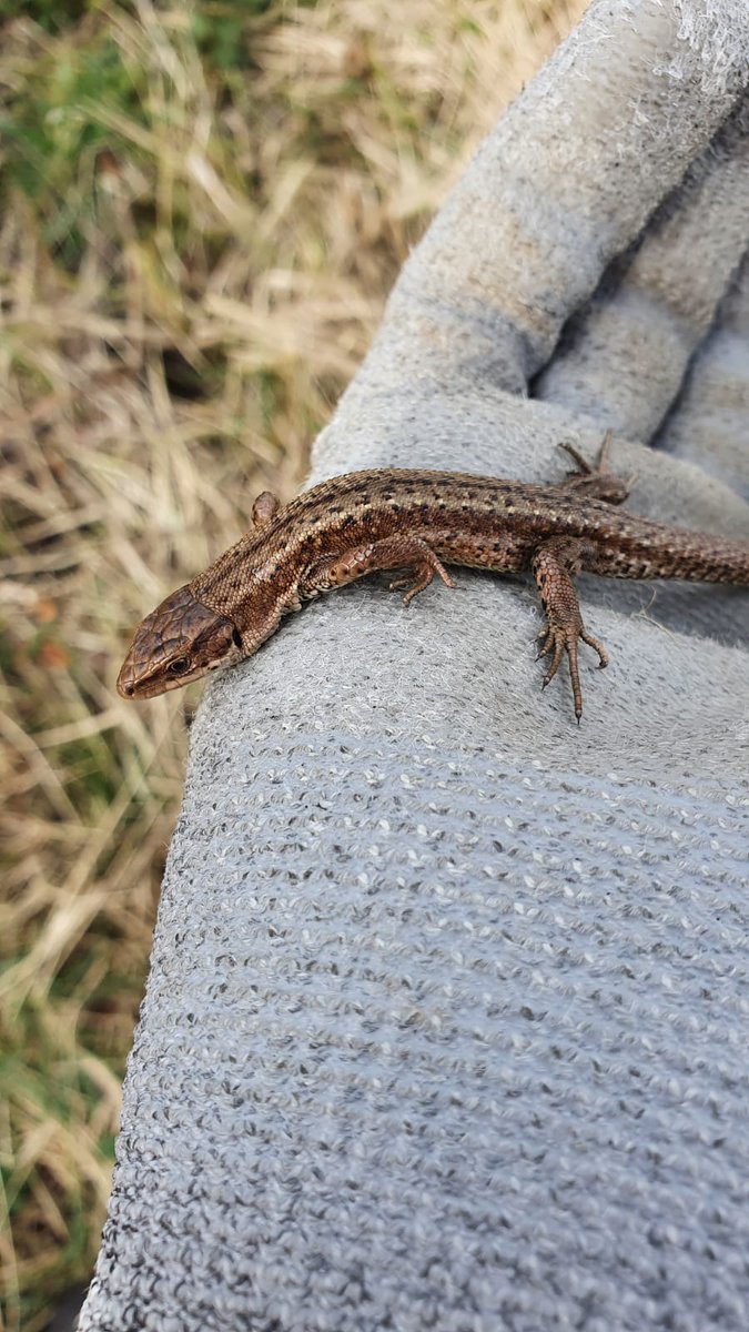 As it is coming toward the end of the year we are reflecting and will be tweeting some of the great things we've seen on site this year! First up we have a common lizard who was papped by one of our ecologists!