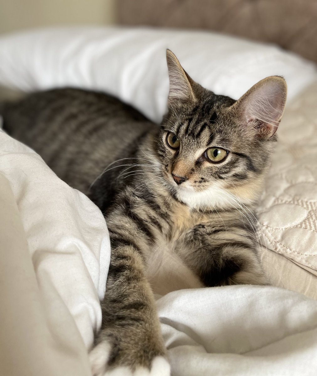 Thor_tabby's tweet photo. It’s changing the bed sheets day and I’m helping. I like to fly across the bed after the duvet cover and attack. It’s so much fun! #catsdoingthings #catsoftwitter https://t.co/jus7qsHIY3