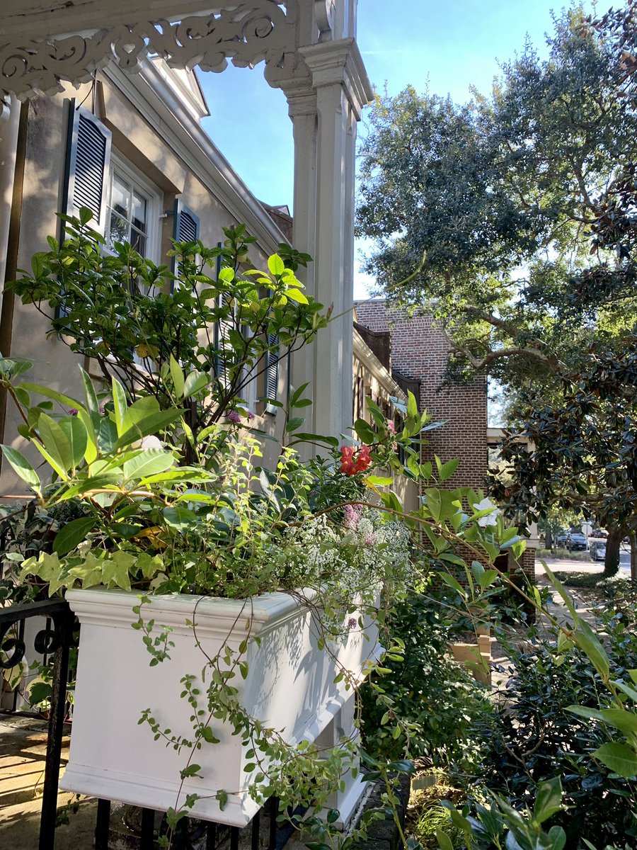 AleksandraSas1's tweet photo. Came to Savannah to check on our plants. The plants are alright 🌸🌸🌸#twitterDayofRest https://t.co/2H85GlfQS3