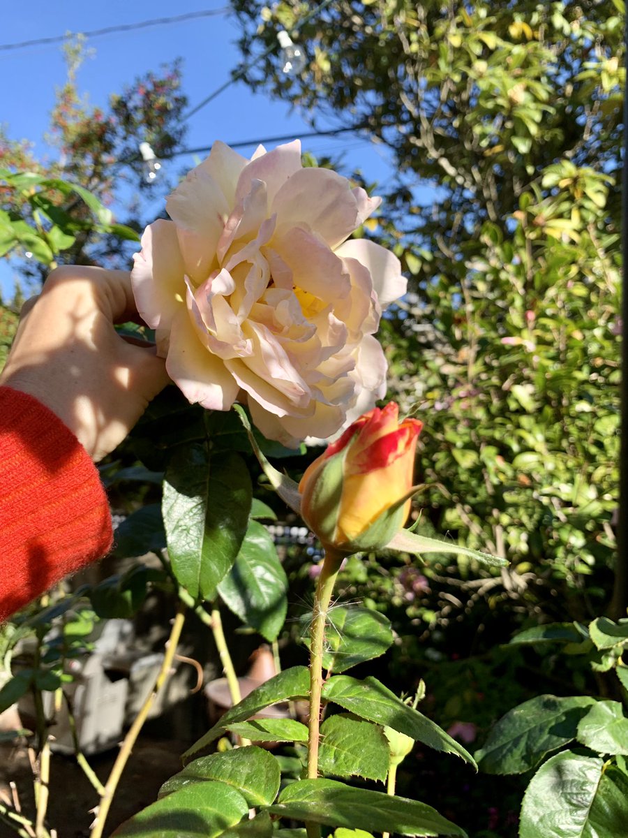 AleksandraSas1's tweet photo. Came to Savannah to check on our plants. The plants are alright 🌸🌸🌸#twitterDayofRest https://t.co/2H85GlfQS3