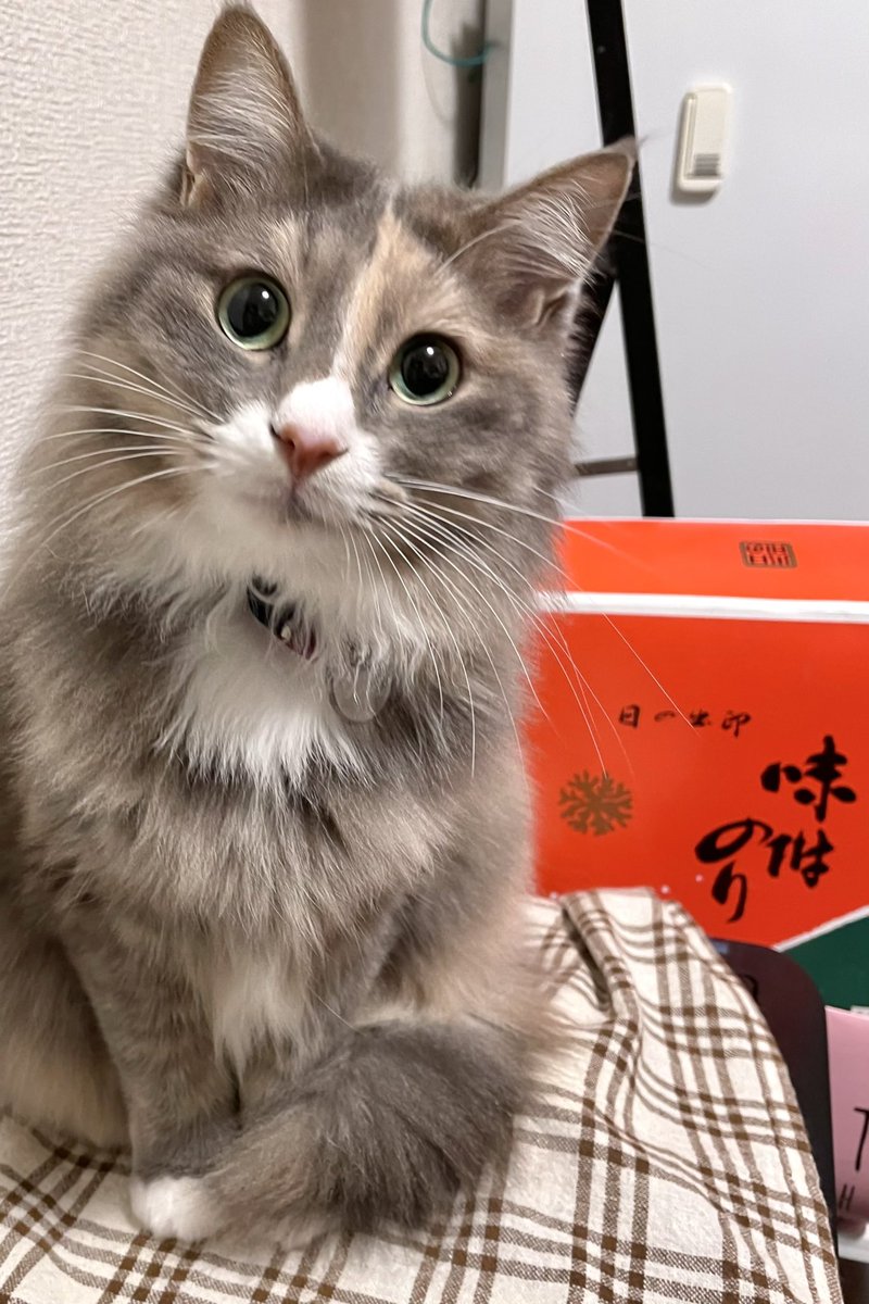 キヨ・パン tweet media