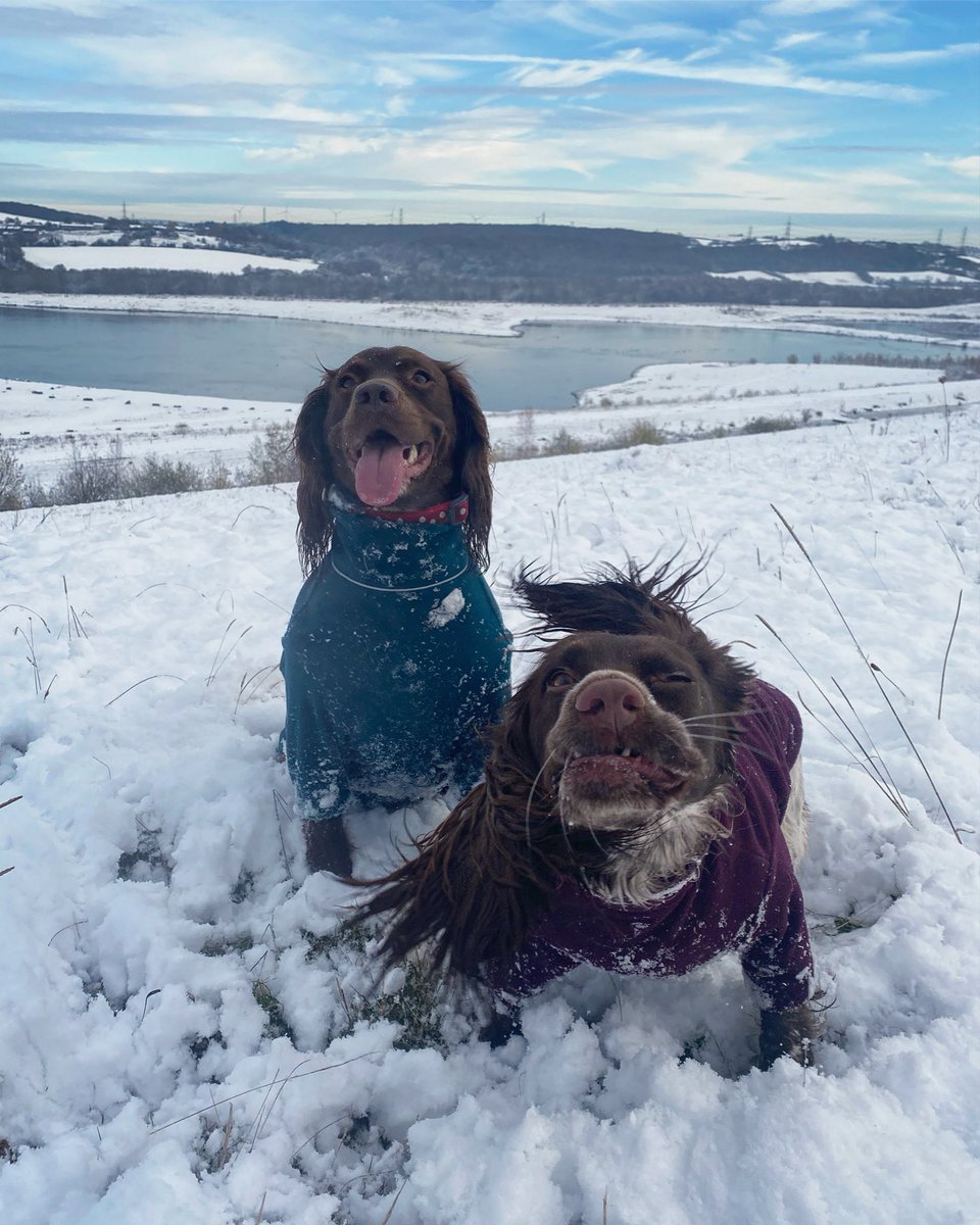 Working from home and lunchtime walks in the snow with this pair or commuting to and from the office in rush hour in the dark?  🐶❄️ #nocompetition #greatplacetowork <a href="/irwinmitchell/">Irwin Mitchell</a>