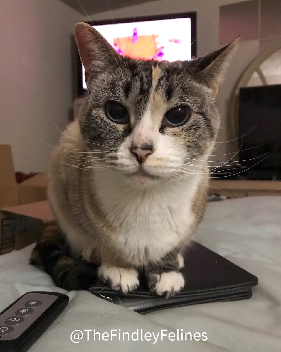 FindleyFelines's tweet photo. Happy #MischaMonday!😻🐾

#cat #cats #catsofinstagram #catsoftwitter #kitty #rescuekitty #rescuecat #adoptdontshop #cutecats #gato #catlover #blueeyedcat #ilovemycat #catlife #meow https://t.co/6vG0AUO5Fa