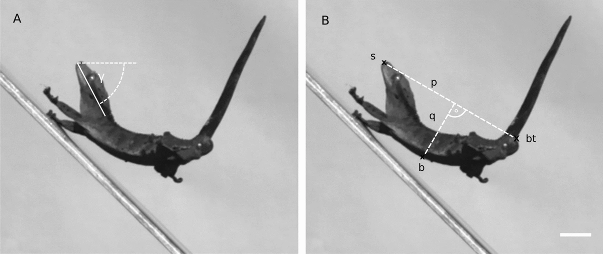 HighamLab's tweet photo. New paper with @thielen_marc and others at @UniFreiburg - How crested geckos land on surfaces of different incline. They don't modulate in-air kinematics, but do just fine landing on vertical smooth surfaces  https://t.co/9DaXmFpyI8 @AvHStiftung @gecko_papers @UCR_ScienceNews https://t.co/OiH2pnpB29