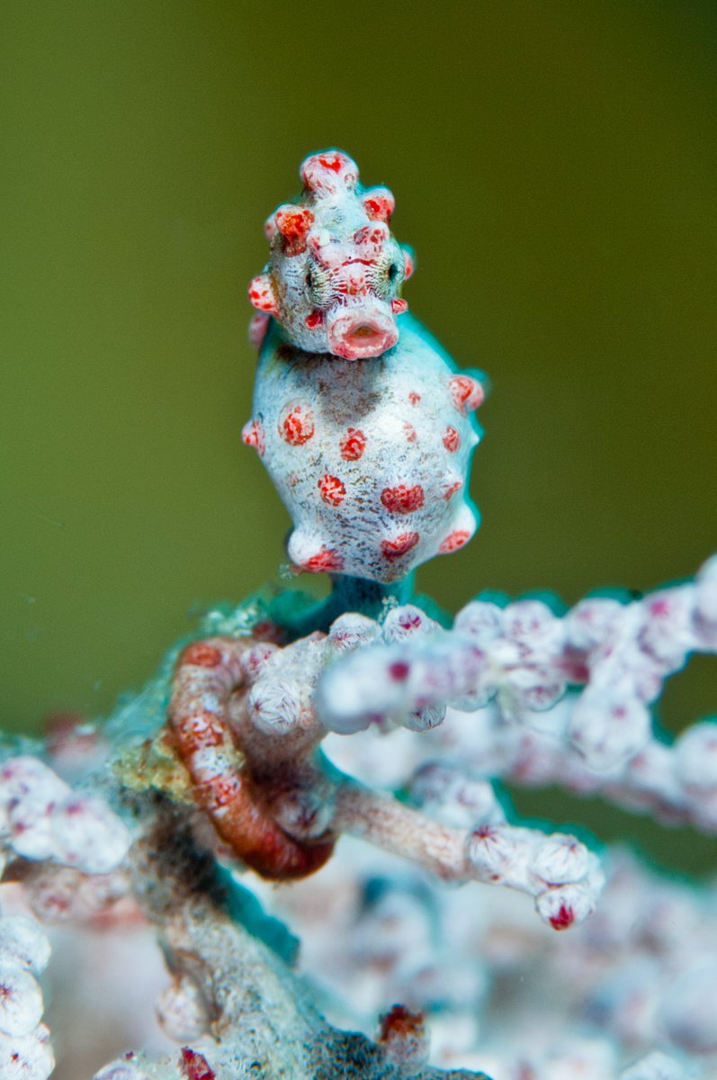 AnimalPlanet tweet picture
