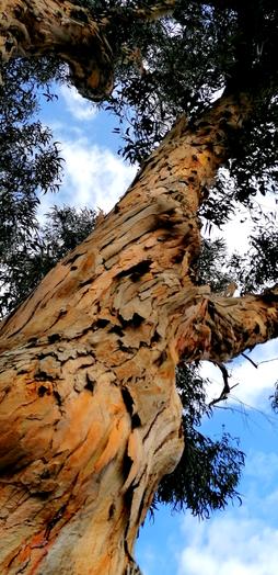 Bonament1's tweet image. 🌱
D-escorçar la veritat
pot arribar a ser tan balsàmic
com l'eucaliptus. 
#autenticitat #albosc #valors