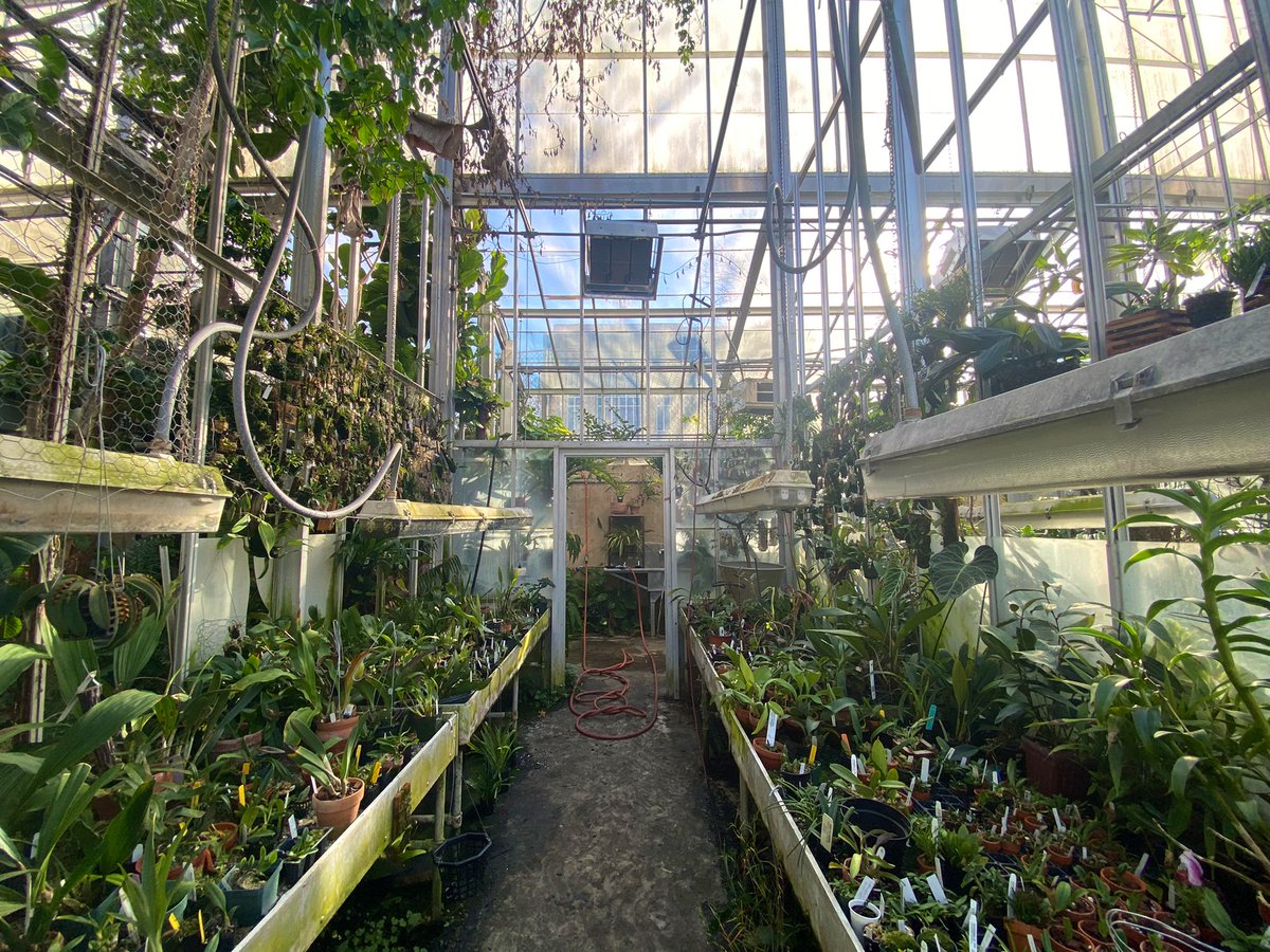 maddy_mcdonnell's tweet photo. The @butleru greenhouse is home to almost 700 species of #orchids!! (the handiwork of Kyryll Savchenko from @ButlerBiology). Most are intermediate growers, meaning they like more mild temps. Every time I come by, I find a new orchid to admire! #dqmo https://t.co/8AL1rmud5u