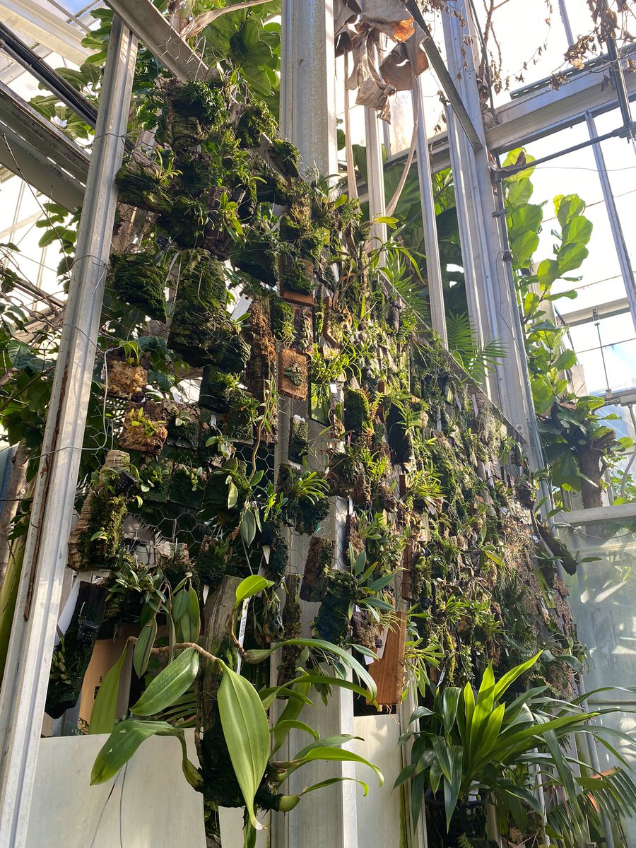 maddy_mcdonnell's tweet photo. The @butleru greenhouse is home to almost 700 species of #orchids!! (the handiwork of Kyryll Savchenko from @ButlerBiology). Most are intermediate growers, meaning they like more mild temps. Every time I come by, I find a new orchid to admire! #dqmo https://t.co/8AL1rmud5u