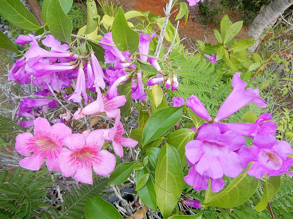 ガーリックバインのつるが伸びてカラフルな花があちこちで咲いています。 The vines of the garlic vine are growing and colorful flowers