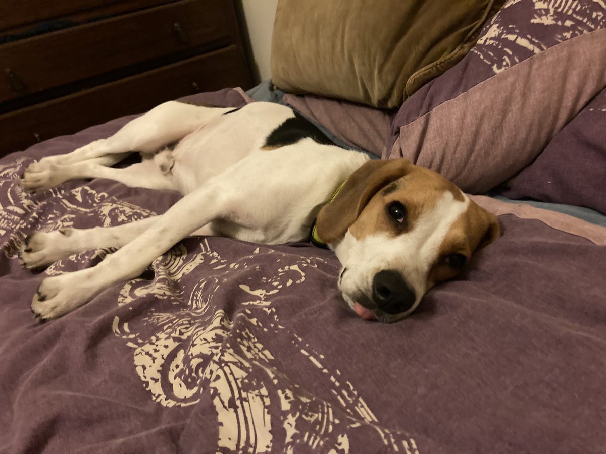 f_chisaki's tweet photo. @NikiRust My puppy does that, too. https://t.co/0bmrrich4x