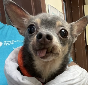 lichirescue's tweet photo. Two tiny senior female Chihuahuas ❤️ #NYCACC #adoptable #chihuahuas #adoptdontshop #adoptme #fosteringsaveslives #homefortheholidays
128212 - Roxy - 10 year spayed female - 7lbs
130756 - Princess - 13-year-old spayed female - 5lbs https://t.co/NijDWBhBk1