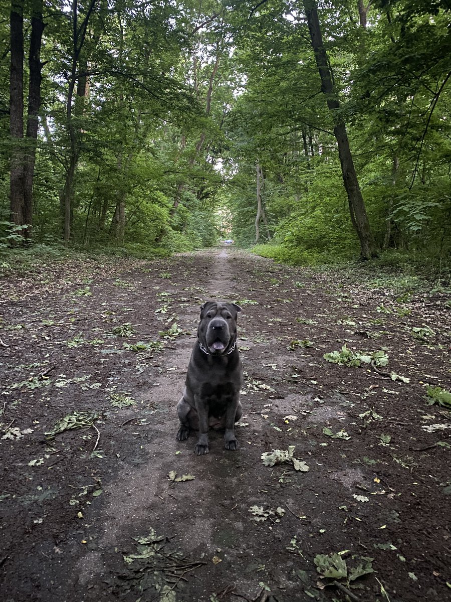 mtarsitu's tweet photo. @cz_binance tesla, because just imagine my dog in DogeTesla...
#DOGEorTesla #Binance https://t.co/M1RSD0iPvr