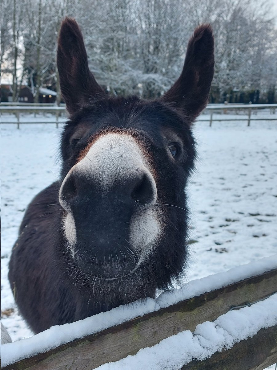 ReaseheathZoo's tweet photo. You haven't got a spare carrot I could have do you? Us donkeys need to keep our energy up to stay warm in the snow!  #MondayMotivation #donkey #snowday #zoolife #Cheshire https://t.co/tSLhJAn3GL