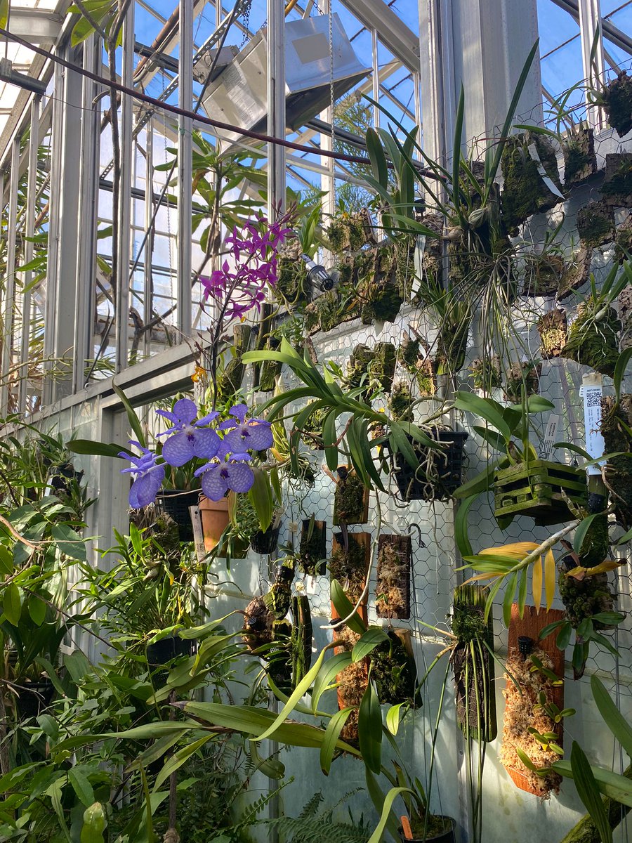 maddy_mcdonnell's tweet photo. Kyryll said his favorite orchid from his collection is Vanda coerulea because of how brightly colored it is compared to other mimics! https://t.co/eHDtmc3ZGo