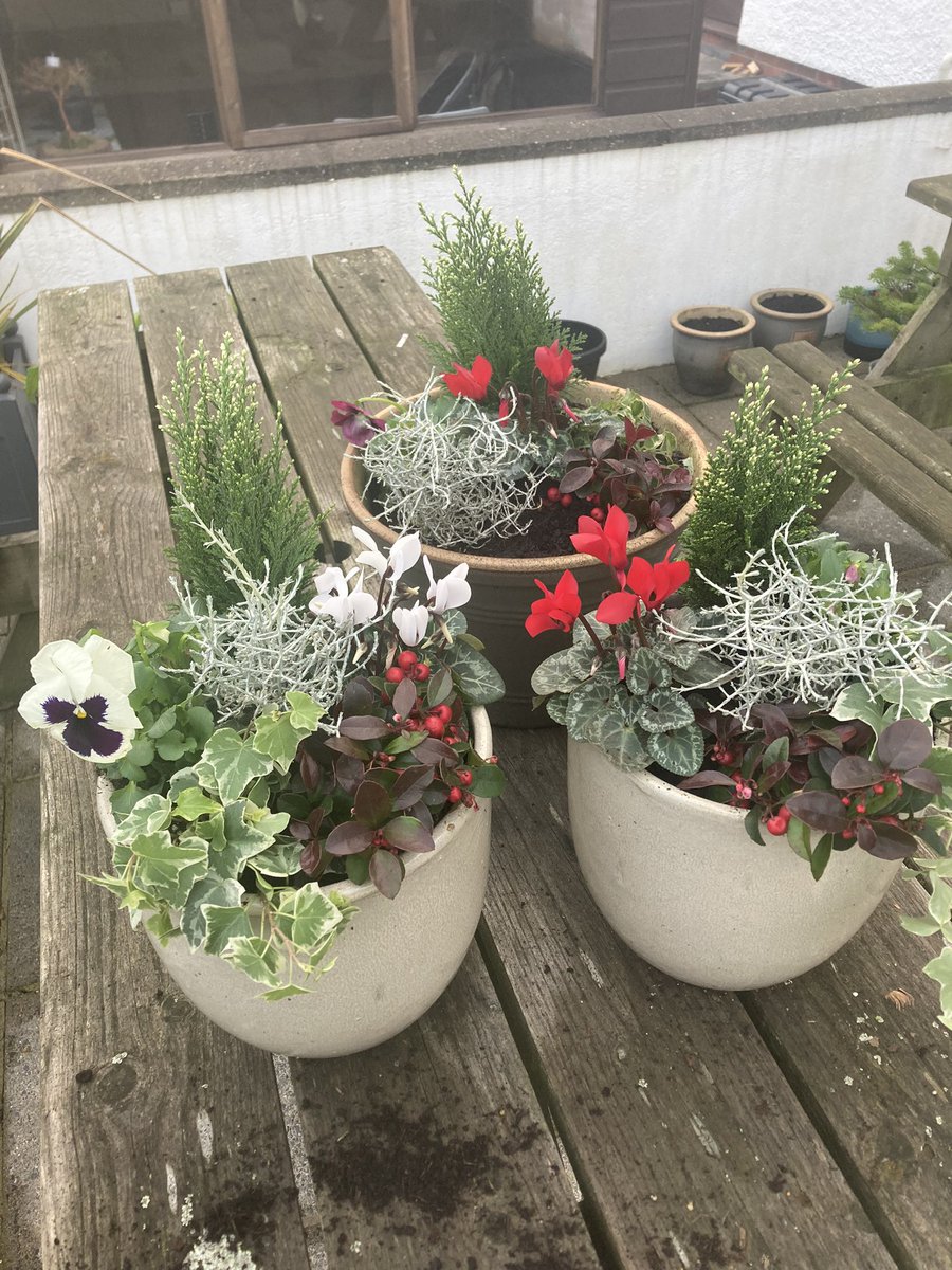 Carol Evans tweet media