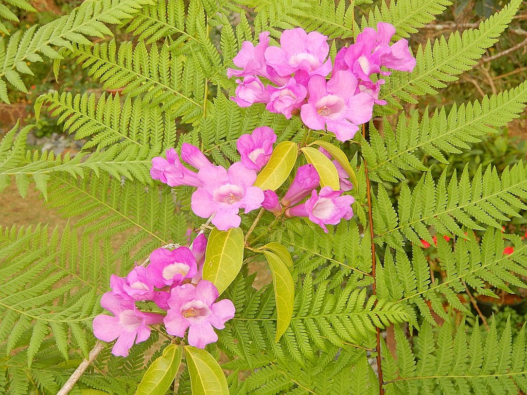 ガーリックバインのカラフルな花がシダの緑に映えています。 The colorful flowers of garlic vine shine in the green of the fern.