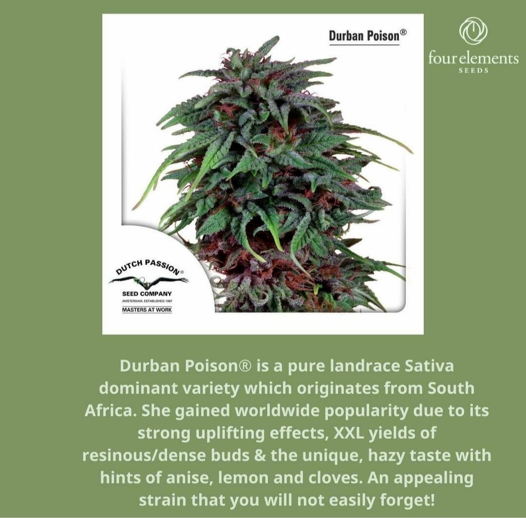 4elementsseeds's tweet image. Durban poison by @DutchPassion_ 
See more 👉bit.ly/3FVB0lL
#κανναβη #κάνναβης #Greece #CannabisCommunity #cannabis #cannabisgreece #cannabisseeds #cannabisstrain