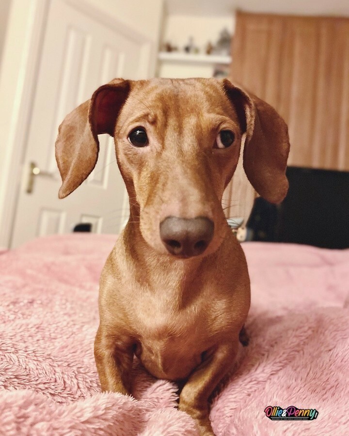 ollieandpenny's tweet photo. Mondays - Mweh. 🙄⠀⠀⠀⠀⠀⠀⠀⠀⠀
•⠀⠀⠀⠀⠀⠀⠀⠀⠀
#mondaymonday #ihatemondays #wetmonday #boopmynose #boops #doginbed #irishweather #sausagedog #dachshund #minidachshund #doxie #daxie #irishdachshund #cutedog #dachshundsofinsta #dogs #ollieandpenny https://t.co/gdRWZAuRBQ https://t.co/D2fQXD4NB8