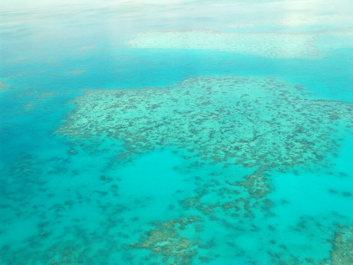 FishingTheSpot's tweet photo. En Australie, des scientifiques ont pu observer le renouvellement de la Grande Barrière de corail 🐋

#Australia #Australians #GreatBarrierReef #colors #ocean #Pacific #Queensland #environnement #beauty #nature #reef #coral #Scientist 

(Image de figuration) https://t.co/B3dxX6i8DJ