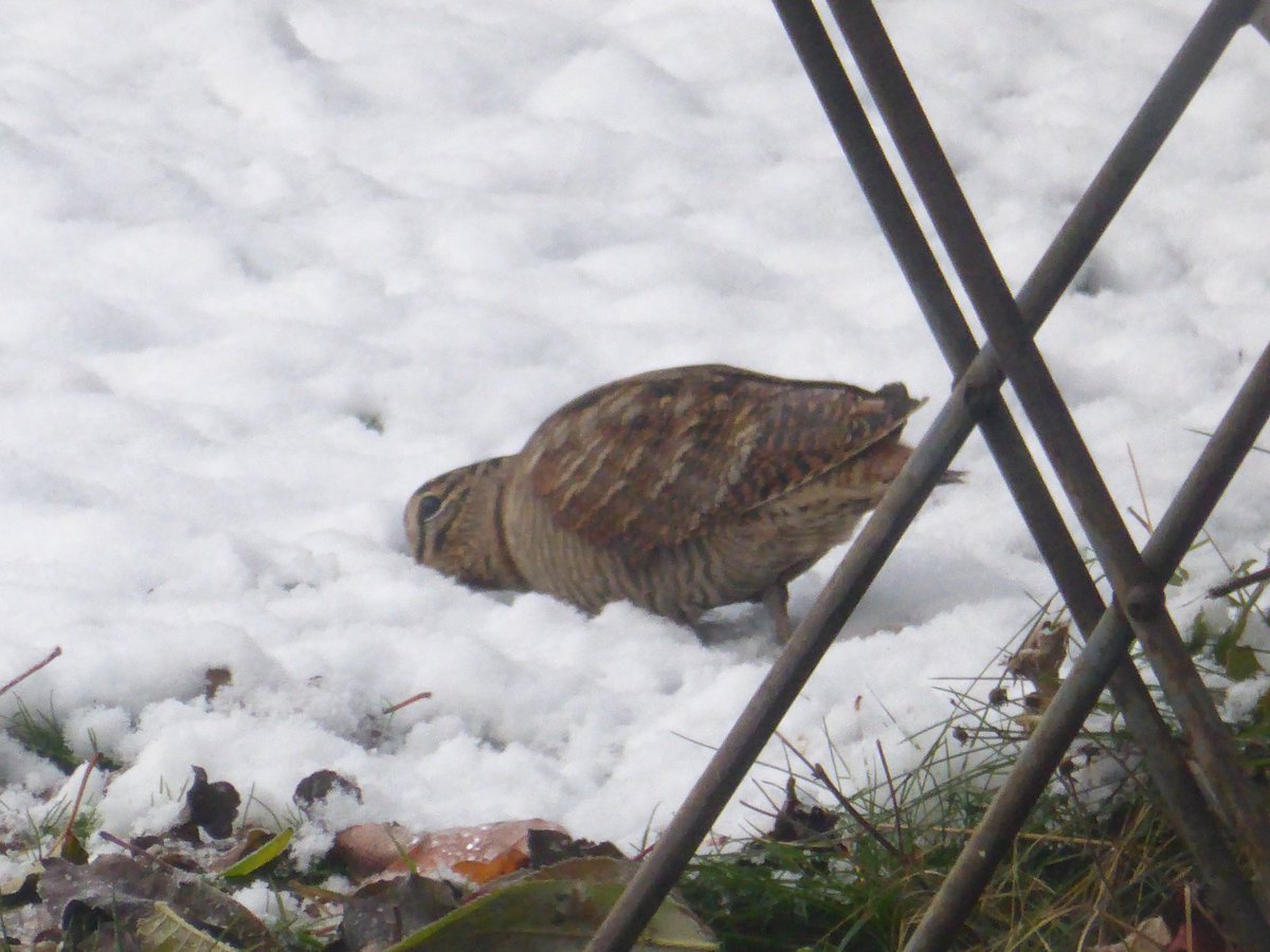 Today - a fall of snow in the garden . . and a fall of woodcock in the garden!