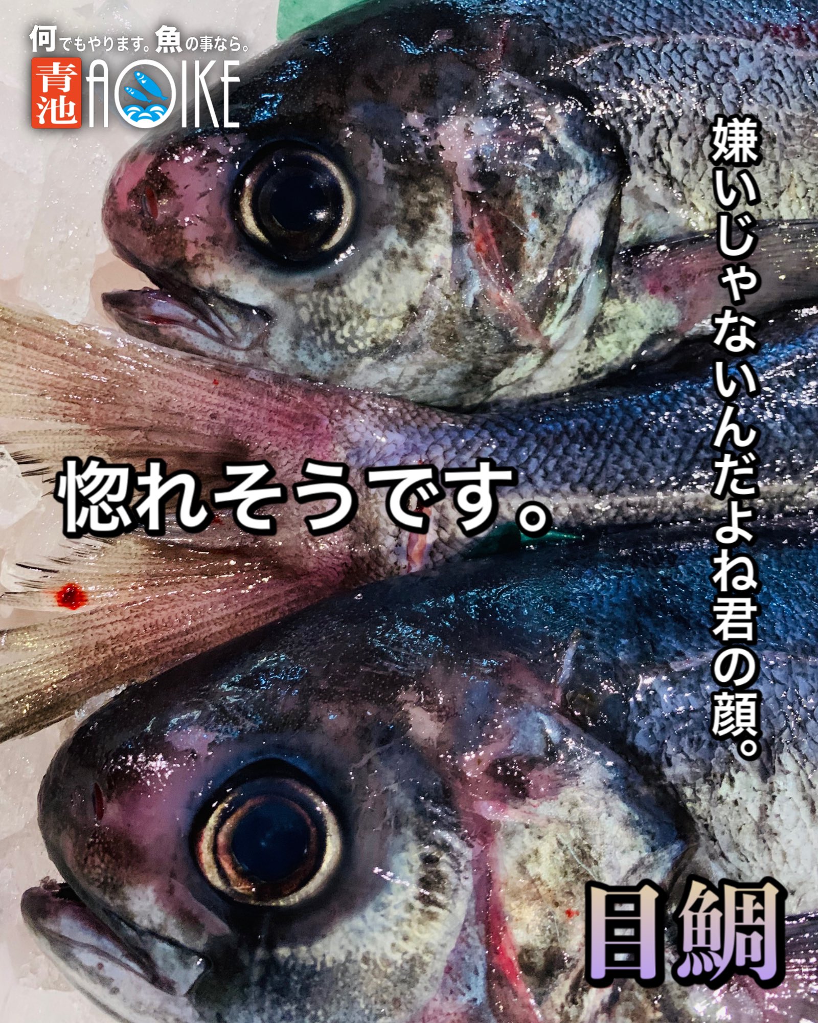 Aoike 青池水産株式会社 惚れそうです 目鯛 メダイ 種類の多い鯛 こちらの目鯛は最近良く入っております 目がくりっとしてて愛嬌のあるお顔 決して美人ではないのだけど鼻とかデカく見えるし ただ気になる存在 もう少しで惚れそうです 大変だ