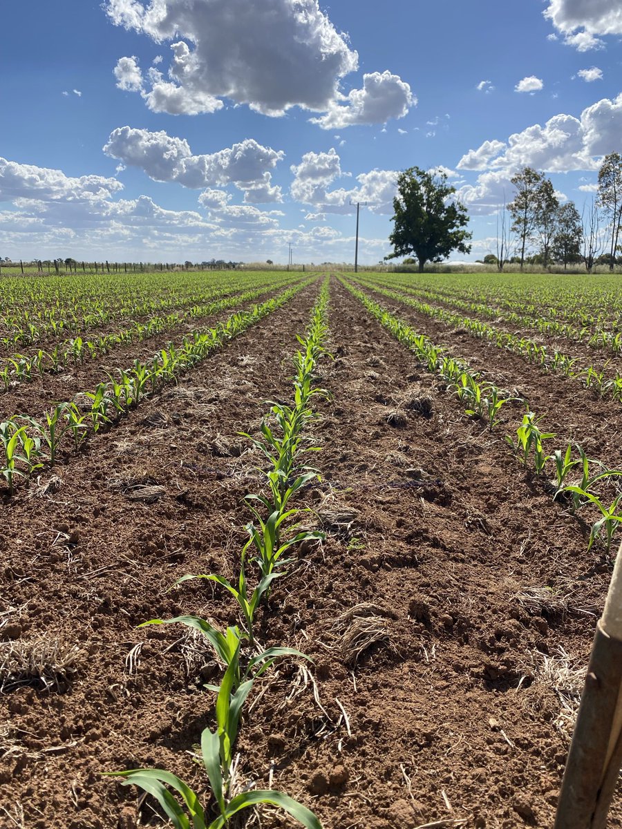 PAC328 starting to take off after an unusually cold start. Loving a bit of humidity and 90mm since sowing 👌🌽