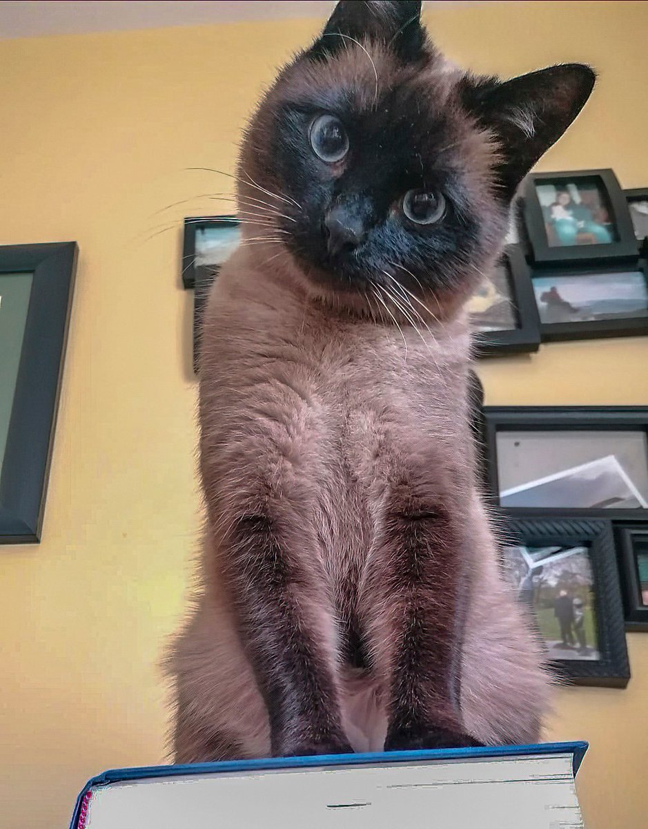 CbarCommCycle's tweet image. Thanks @15minWestport for inviting me to your meeting. Very interesting, informative with great ideas and suggestions for the future. Fantastic determination in the group. Lovely to meet you all (virtually). Sylvester was also delighted to see you all 🙈.. And the other cats. 🤣