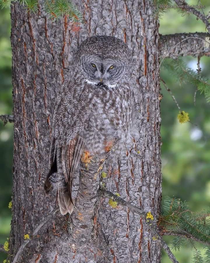 KatanaHugo's tweet photo. Sleep easy my friends! I am here!
#photos #photography #animals #birds #owls https://t.co/yEPwPAqxA7