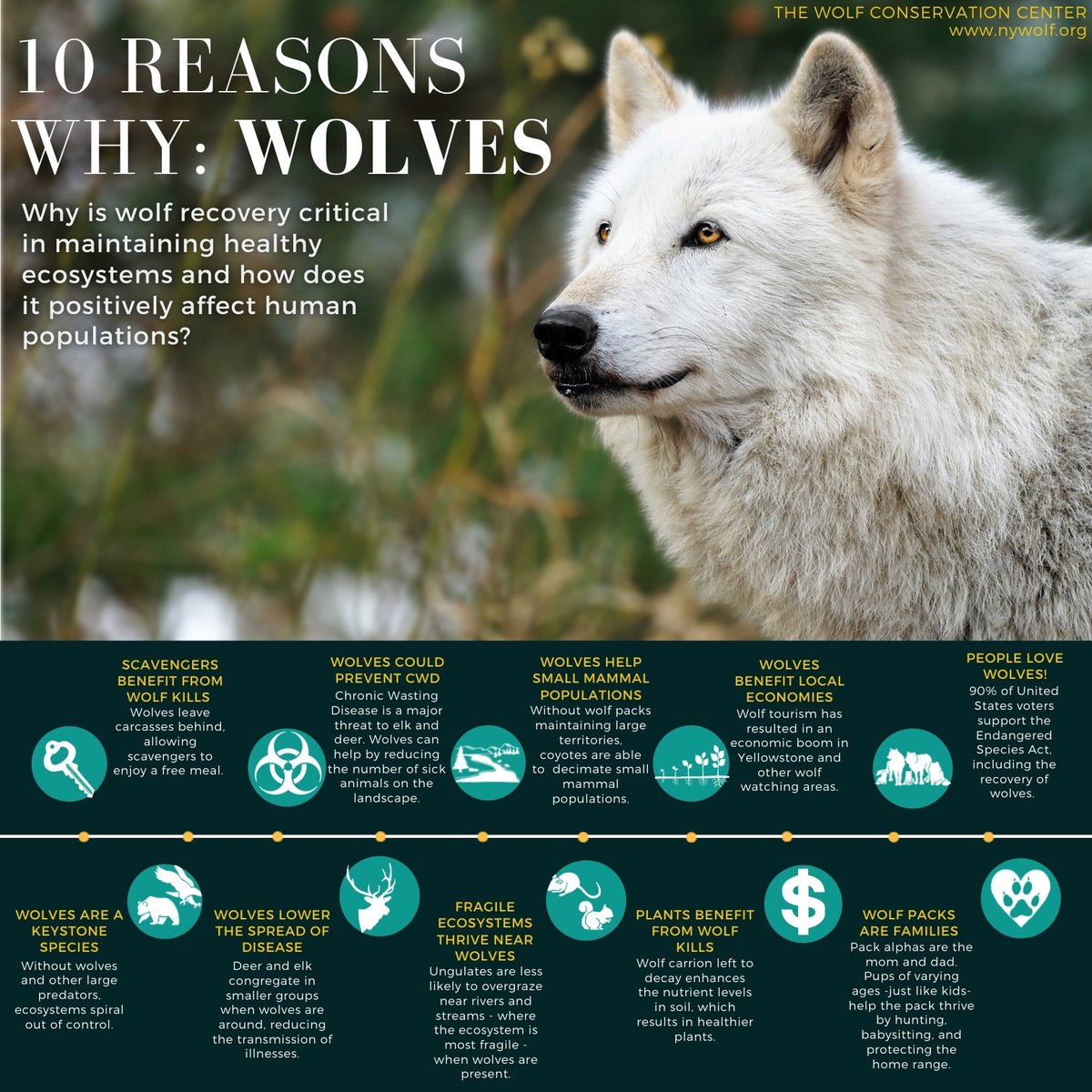 10 reasons to protect wolves 🐺 #RelistWolves