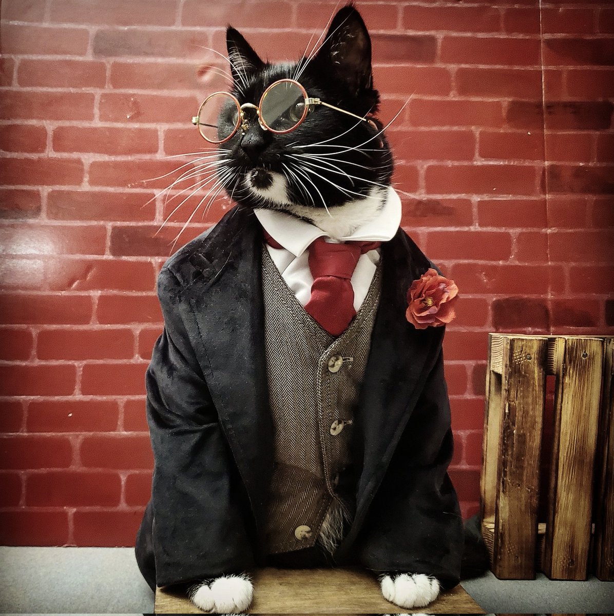 Dapper Cats Vol. 1