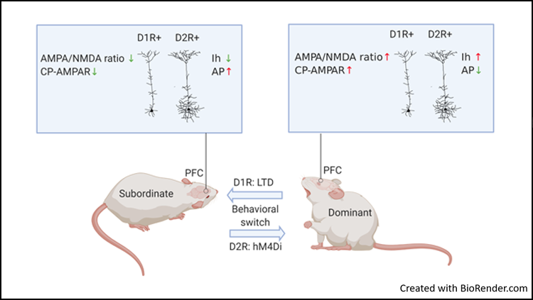 SfN Journals tweet media
