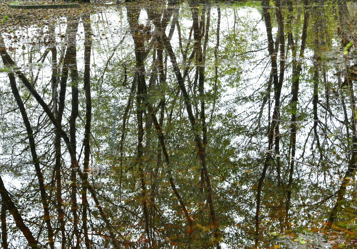 roozmdi's tweet photo. صُراحی
از مجموعهی "انعکاسها"
#reflectons #trees #photography https://t.co/Z5Fm0WTxm4