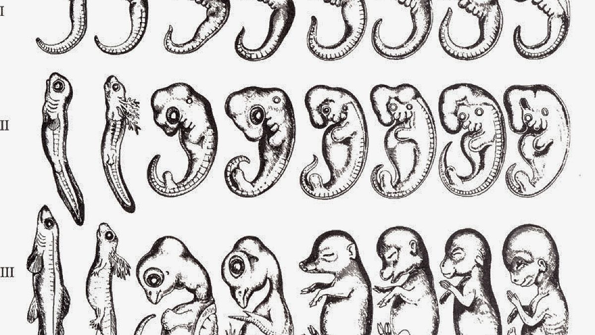 Филогенез геккеля. Бэр эмбриология. Эмбриологический метод Геккель. Эмбриологический метод изучения эволюции. Геккель рисунки эмбрионов.