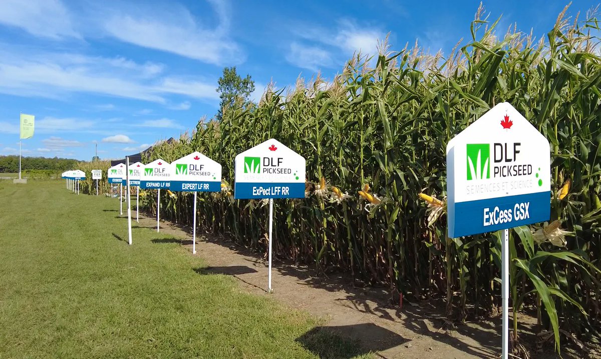 DLFCAN's tweet photo. #DLF Canada Releases New Leafy Full-Floury Corn Silage Hybrid! 🌽
Read the article here 👉 https://t.co/Sbydi0EEWP
#seedsandscience #hybridcorn #silagecorn #leafyfullfloury #PickReliability #PickPerformance https://t.co/1StyHCCZCq