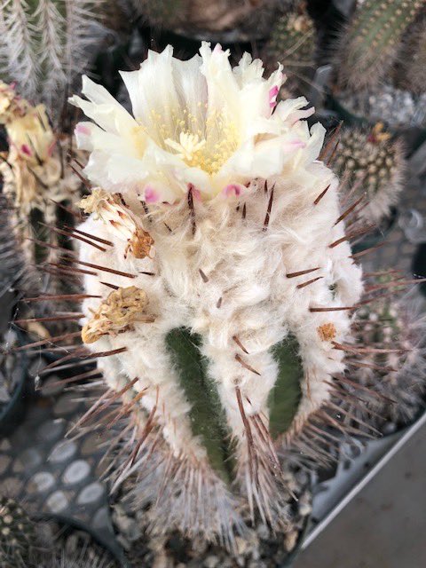 Copiapoa bridgesii 🌵🌼