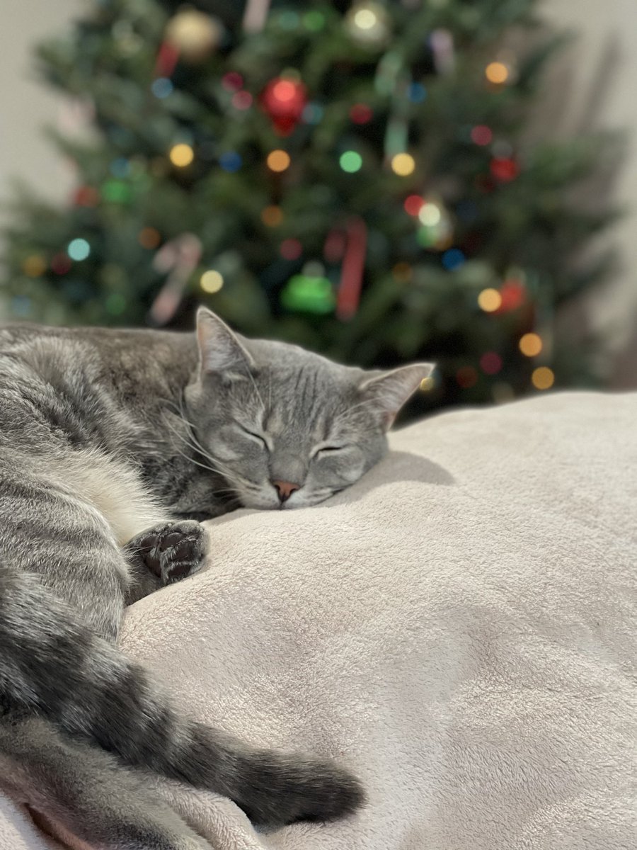 AvaDelcharco's tweet photo. Thanksgiving doggo and Christmas kitty ❤️🦃⛄️ #ilovemyturkeys https://t.co/EXbCg6IxTc