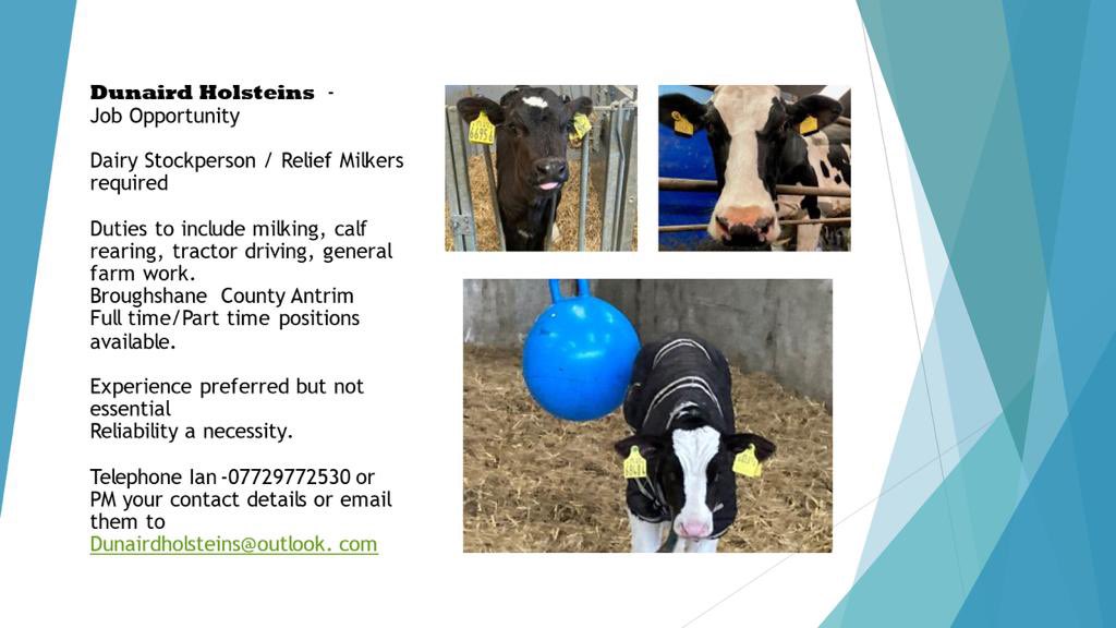 Dunaird Holsteins tweet media