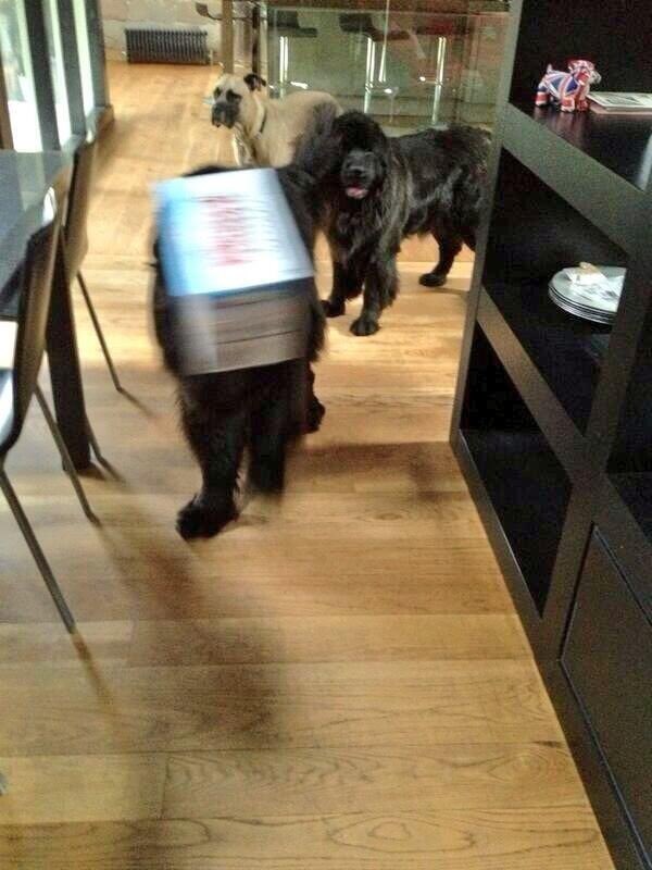 Edna the Pug & Angel Edie 🌈 tweet media