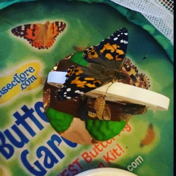 loopitupsav's tweet photo. Big news! The butterflies that our Pre-K and K Looping Literacy Together students have been observing and taking care of have started to hatch! Here are a few from Ms.Taylor's class at @GadsdenES! So beautiful! 🦋
#LoopingLiteracyTogether #STEAM https://t.co/VKjBeYPOxn