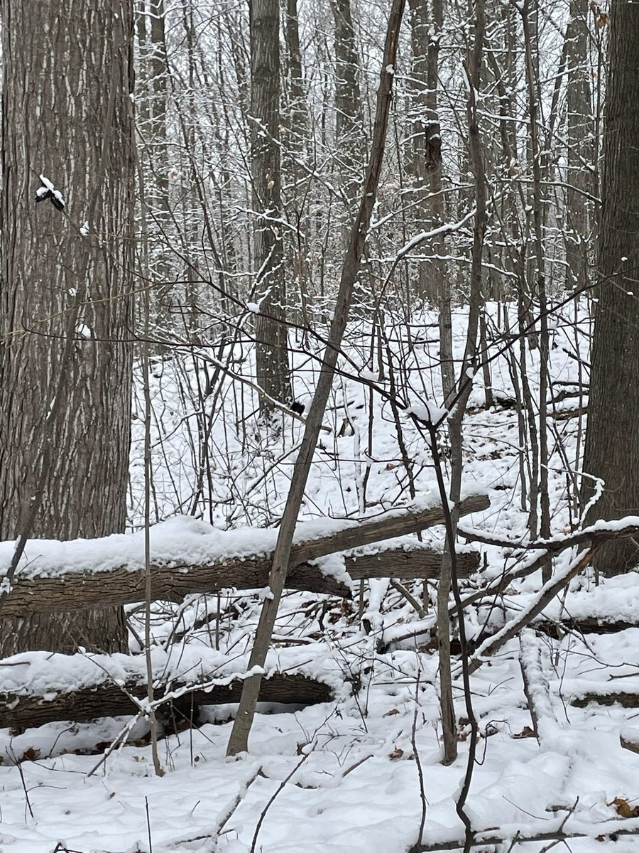 Grade 1s are looking for signs of winter on our nature walk today!