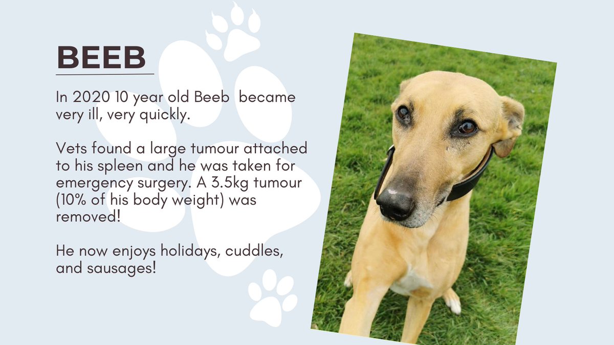EdenRescue's tweet photo. This #ChristmasChallenge21 we're raising funds to help with vet bills. Your support will help us to help more animals like Beeb. Visit https://t.co/0eM5RgPOae. Search for Eden Animal Rescue. The first £2,500 will be doubled. One Donation, twice the Impact! #lurcher #dogsoftwitter https://t.co/24LXpPgpFV