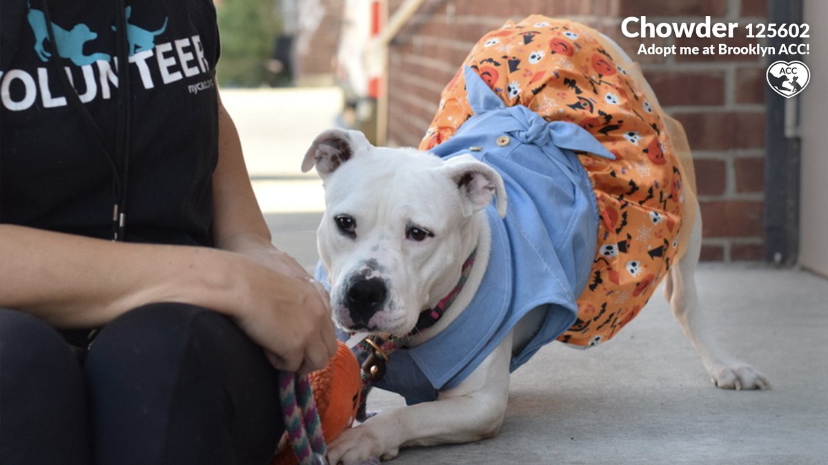 NYCACC's tweet photo. Some dogs just need extra time to come out of their shell...and Chowder is one such pup. In her first few weeks, she was fearful, aloof, and uncomfortable with touch; but now she's transformed into a little social butterfly; she's a total wiggle-butt!
https://t.co/ikNnuWPaly https://t.co/LFRaqGk4ia