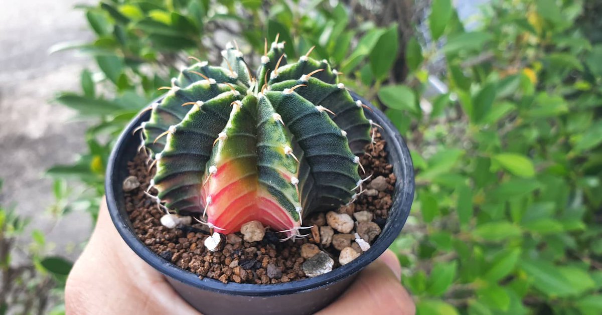 ChonlyF's tweet photo. ยิ่งโต...ยิ่งสวย 😍🌵
 #อาร์คิเทคสายเขียว #แคคตัสอุบล #lbhybrid #gymnocalyciumthailand #greenarch_cactus https://t.co/HuNx3geFOh