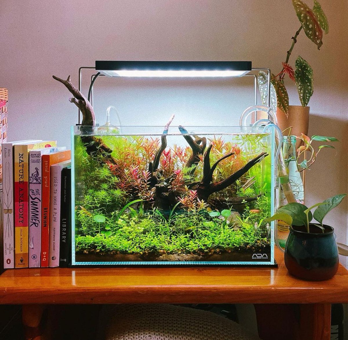 seachem's tweet image. Our brand Ambassador @aquascapetoronto's (IG) book shelf scape. Isn’t this relaxing?