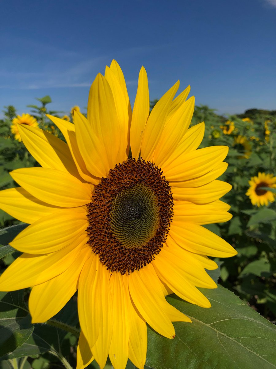 TheFieldsByTBF's tweet photo. Our new season is approaching quickly and that means sunflowers are on the way! 🌻 New season starts in December. 🥳
#strawberryfieldsofkendall #sfok #sunfower #sunflowerfield #freshproduce #upick #farmtotable #supportlocalfarmers #buylocal #shopsmall https://t.co/Kf6UrIkVx5